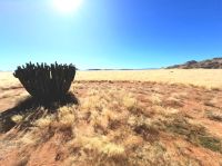 Unterwegs - Euphorbia virosa