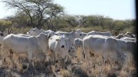 Damaraland - Fahrt in den Etosha Nationalpark (5)
