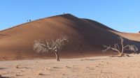 Düne 45 im Namib Naukluft Nationalpark (3)