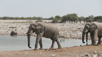 Elefanten am Wasserloch im Etosha Nationalpark (2)