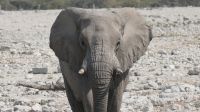 Elefanten am Wasserloch im Etosha Nationalpark (3)