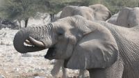 Elefanten am Wasserloch im Etosha Nationalpark (4)