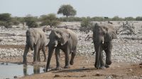 Elefanten am Wasserloch im Etosha Nationalpark (5)