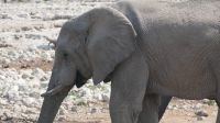 Elefanten am Wasserloch im Etosha Nationalpark (7)