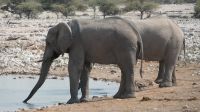 Elefanten am Wasserloch im Etosha Nationalpark (8)