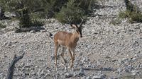 Erste Pirschfahrt im Etosha Nationalpark (2)