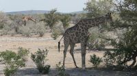 Erste Pirschfahrt im Etosha Nationalpark (4)
