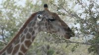 Erste Pirschfahrt im Etosha Nationalpark (5)
