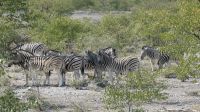 Erste Pirschfahrt im Etosha Nationalpark (7)