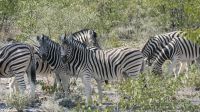 Erste Pirschfahrt im Etosha Nationalpark (8)