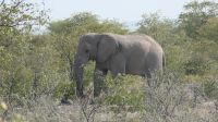 Erste Pirschfahrt im Etosha Nationalpark (9)