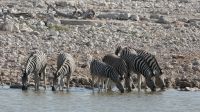 Erste Pirschfahrt im Etosha Nationalpark (12)