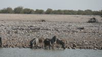 Erste Pirschfahrt im Etosha Nationalpark (13)