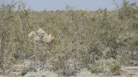 Erste Pirschfahrt im Etosha Nationalpark (14)