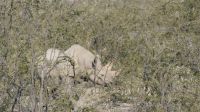 Erste Pirschfahrt im Etosha Nationalpark (15)