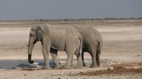 Erste Pirschfahrt im Etosha Nationalpark (17)