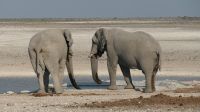 Erste Pirschfahrt im Etosha Nationalpark (18)