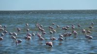 Flamingos in der Walvis Bay