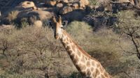 Giraffen im Erongo Gebirge (2)
