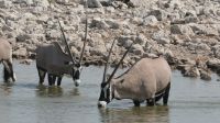 Oryx-Antilopen am Wasserloch im Etosha Nationalpark (1)