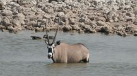 Oryx-Antilopen am Wasserloch im Etosha Nationalpark (2)