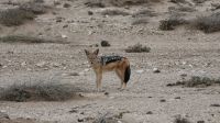 Schakal an der Lüderitzbucht