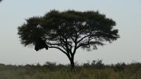 Zweite Pirschfahrt im Etosha Nationalpark (13)