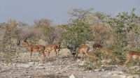 Zweite Pirschfahrt im Etosha Nationalpark (20)