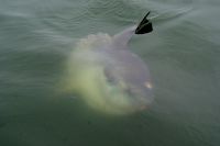 224-Mola Mondfisch