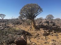 Köcherbäume in Namibia