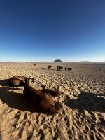 Wildpferde in Namibia