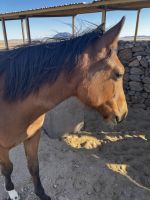 Wildpferd in Namibia