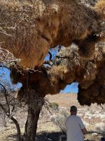 Riesiges Siedelwebernest