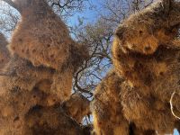 Riesiges Siedelwebernest