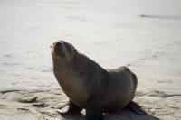 Robbe im Naukluft Nationalpark