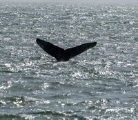 Buckelwal bei der Katamaranfahrt