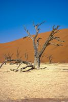 Dead Vlei