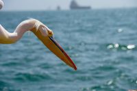 Pelikan bei der Katamaranfahrt