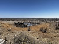 Elefanten beim baden und Zebras beim trinken