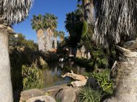 Flamingos in der Mt. Etjo Lodge