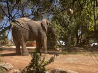 Elefant auf dem Parkplatz der Mt. Etjo Lodge