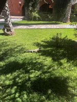 Waran in der Mt. Etjo Lodge