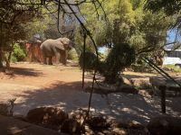 Elefant auf dem Parkplatz der Mt. Etjo Lodge