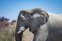 Weißer Elefant im Etosha
