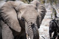 Elefant im Etosha