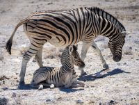 Zebra mit Fohlen im Etosha