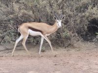 Tag 3 - Ein männlicher Steinbock - Man beachte die Herzform der Hörner