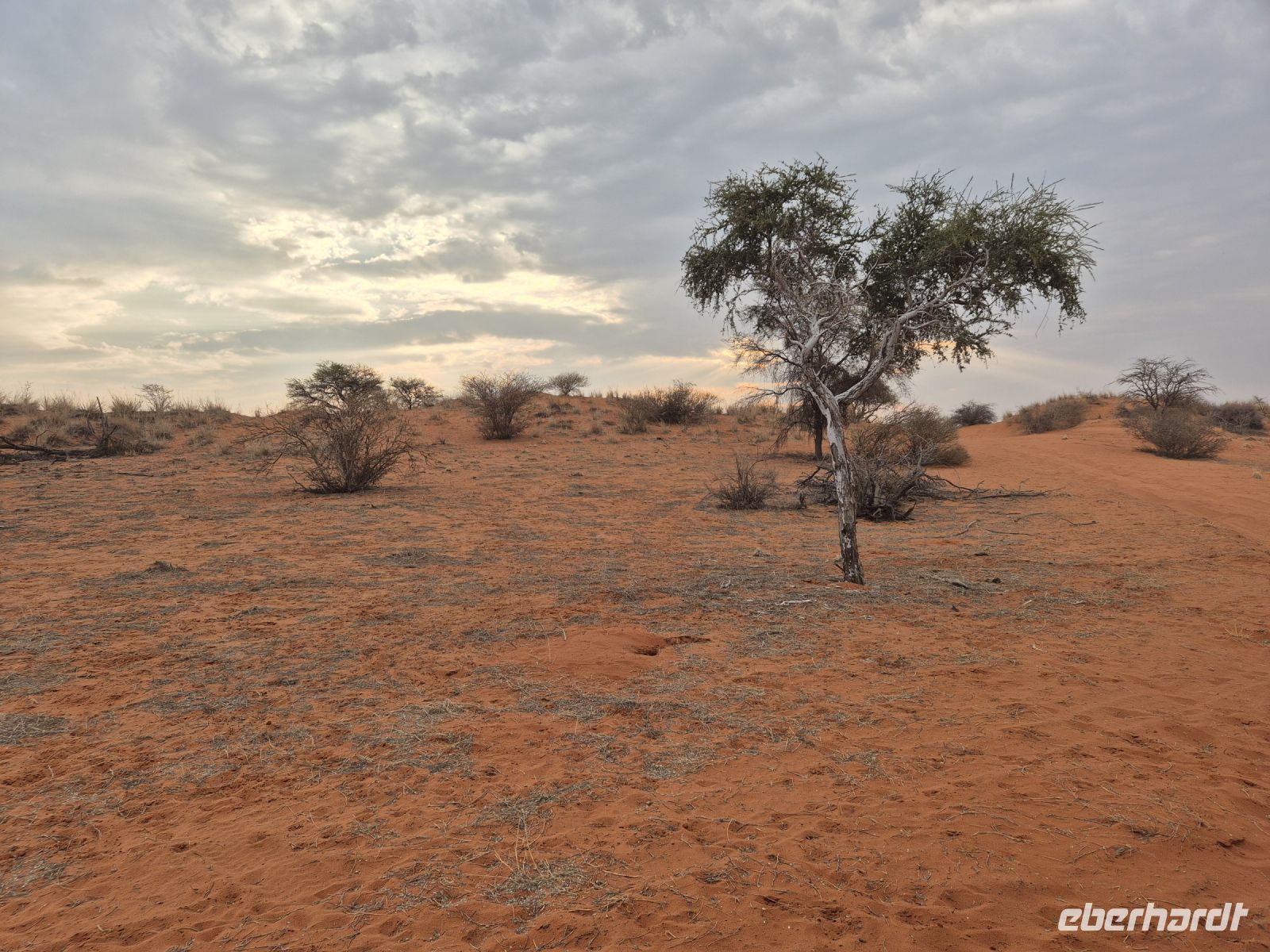 Tag 3 - Stimmung in der Kalahari II