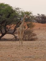 Tag 3 - Stimmung in der Kalahari III