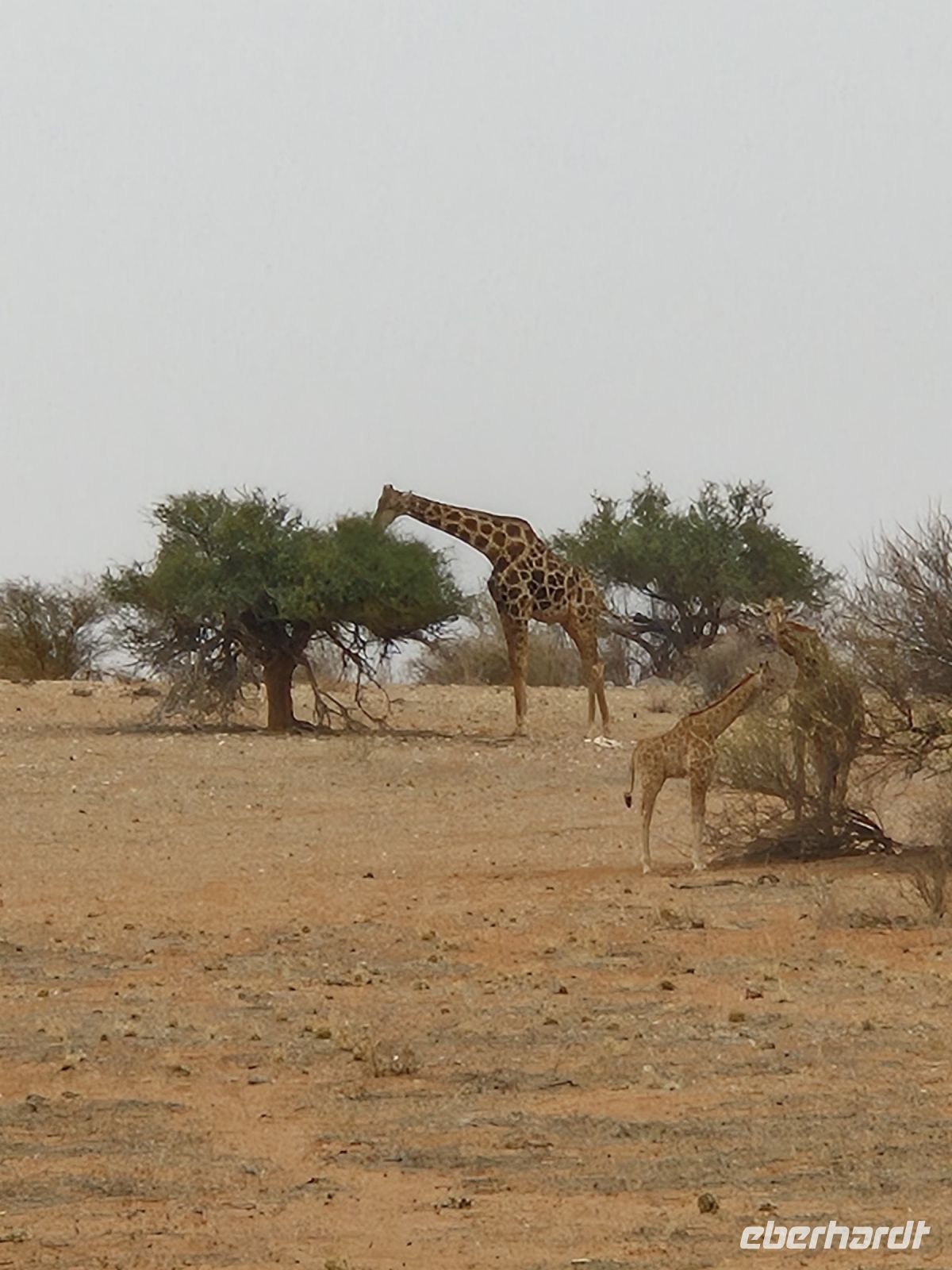 Tag 3 - Stimmung in der Kalahari IV - Giraffenfamilie